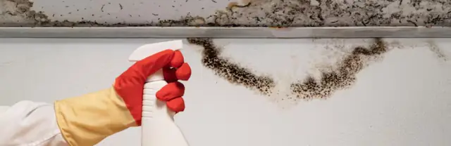 Black mold along a ceiling edge with a gloved hand holding a spray bottle