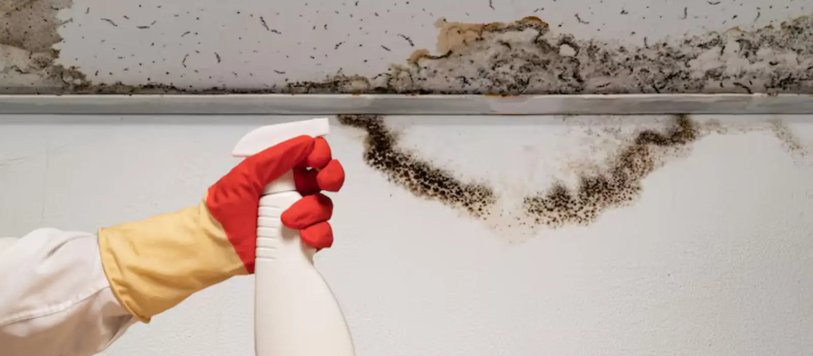 Black mold along a ceiling edge with a gloved hand holding a spray bottle
